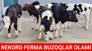 REKORD FERMA No1. BUZOQLAR OLAMI MASHAOLLOH QONI TOZA BUQACHALA ZOTGA ZO‘R. ️939345757️900496565