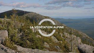 La végétation alpine