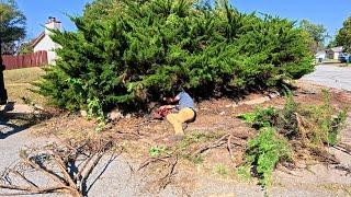 TRANSFORMED Huge JUNIPER Into A BONSAI Tree For Elderly WIDOW