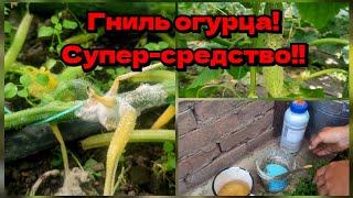 Серая и белая гниль огурца