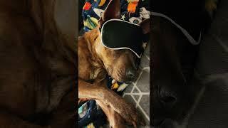 Good night  #pets #cute #shorts
