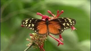 Butterflies and Piano Serenade: Tranquil Music for Garden Bliss 