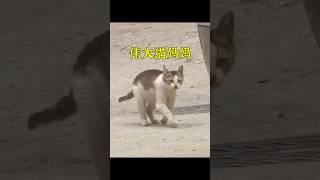 流浪貓每天外出討要食物，只為養活自己的孩子，母愛真的太偉大了。 #animals #cute #cat #shorts