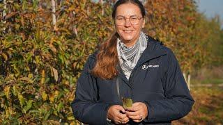 Aktualna sytuacja w sadach w powiecie grójeckim – Biejków, Dorota Furmaniak, 07.11.2024