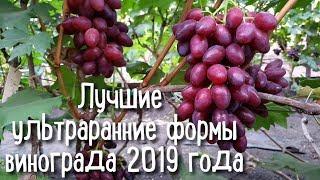 Лучшие ультраранние формы винограда 2019. THE BEST EARLY GRAPE VARIETIES