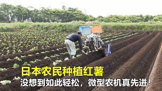 日本农民种植红薯，没想到如此轻松，微型农机真先进，不得不服！