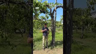 Meeting an ancient vine in Taurasi