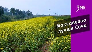 Маккавеево лучше Сочи