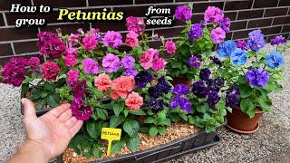 Growing Petunia Flowers from Seed - Step by Step