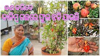 ଡାଳିମ୍ବ ଗଛରେ ଫୁଲ ଝଡି ଯାଉଛି || କଣ କରିବେ || Pomegranate Plant || Flower Dropping and  Solution