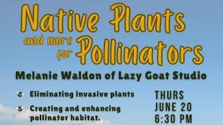 Native Plants and More for Pollinators