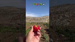 Farmer ‍ | Palestine | 70 years | inspiring | ️   |