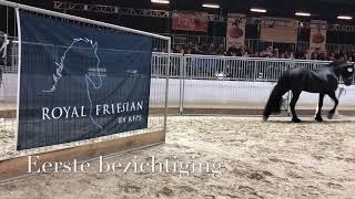 KFPS Royal Friesian Stallion Show 2019