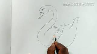 Swan drawing | rajhas drawing