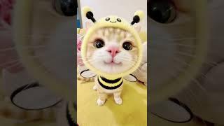 泥嚎姨姨在干嘛？想你了我可爱吗？ #情绪好稳定的小猫 #小猫也会装睡呀 #自制猫爬架 #心情忐忑就去养只爱你的猫 #这是我镜头里的小猫