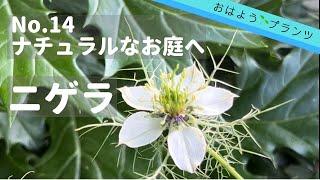 【5月の庭植物】NO.14 ナチュラルにしてくれるニゲラ／2022.5.26