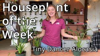 Tiny Dancer Alocasia - Houseplant of the Week