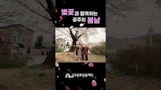 공주 벚꽃 명소