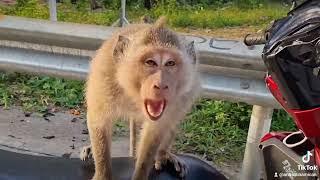 Koh Phangan Island Funny Monkeys Attack :) #Fck in ma scootie")