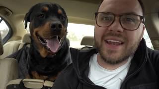 Rottweiler buys toys for Baby sister |73