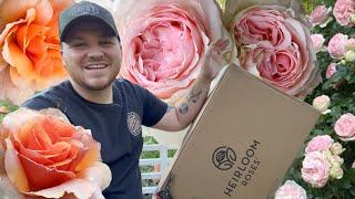 Heirloom Roses unboxing  || Visit Our Garden