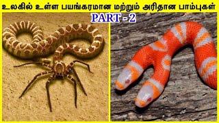 அரியவகை பாம்புகள் #2 | Rarest Snake In The World in Tamil #live #shorts