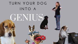 Brain Training For Dogs Review by Adrienne Farricelli- How to train a dog