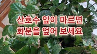 죽어가는 산호수 살리기, 산호수 분갈이, 잎이 마르면 화분을 엎어라,