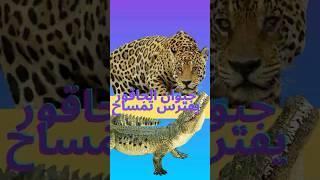 النمر الأمريكي Jaguar يفترس تمساح  