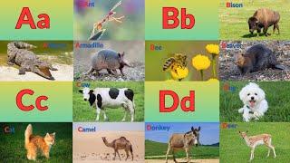 ABC Animals Song | Animals Alphabet Song | Learn 104 Animals | Kids TV