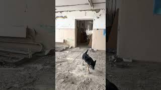 A dog wandering the halls of a destroyed school in Ukraine