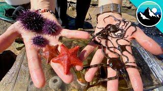 Make a Tide Pool Aquarium for #CampYouTube! #WithMe