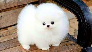 Funny and Cute Pomeranian Videos | Cutest Puppies