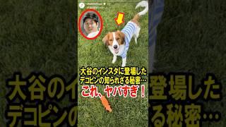 20万再生突破！大谷のインスタに登場した、デコピンの知られざる秘密…これ、ヤバすぎ！ #大谷翔平 #デコピン #真美子 #Shorts