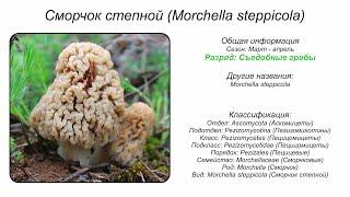 Сморчок степной (Morchella steppicola)