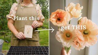 Grow the most beautiful poppy flowers this summer (EN subtitles)