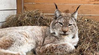 THE RESCUED LYNX HAS ALMOST SETTLED IN / Experiment with lynxes / Cat steals pies