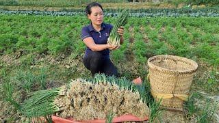 Harvesting Scallion Garden Goes to market sell | Cooking - Building a life farm - Living with nature