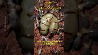 The Fascinating World of the Termite Queen #termite