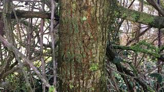 Field elm (Ulmus minor) - bark close up - March 2018