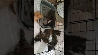 Наши новенькие кунята)
