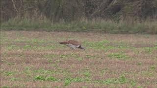 Great Bustard (Otis tarda)