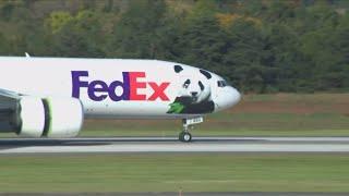 The pandas are here! Giant pandas arrive at DC's National Zoo