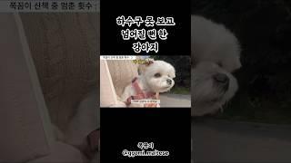 #하수구  못 보고 뛰다가 넘어질 뻔 한 #강아지