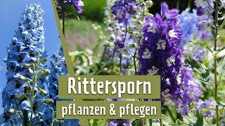 Rittersporn im Garten | MDR Garten