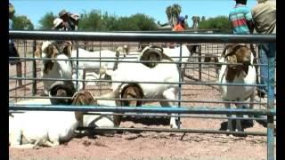 Community of Berseba Goat Expo -NBC