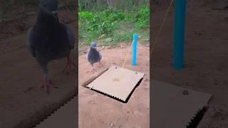 Fantastic Bird Trap Using Cardboard #youtubeshorts