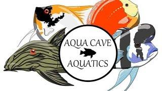 unboxing from aqua cave aquatics | headstander | bumblebee catfish