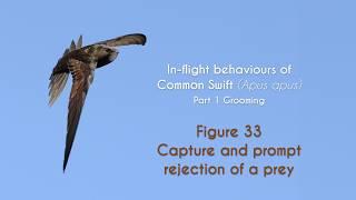 COMMON SWIFT - In flight grooming - FIGURE 33 : Capture and prompt rejection of a prey