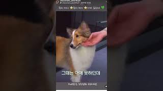 #정동원 #주인 닮어서 똑똑한 태디베어_귀요미들#초코마로님인별 #걍남자 유튜브출처